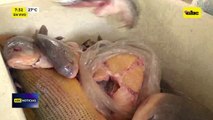 Video: Pescadores buscan mantener sus precios tras nuevo récord de bajante del río