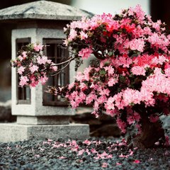 【Chamber Music】 Menuett