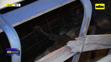 Túnel Semidei: camión transganado tumbó aparentemente tras una mala maniobra