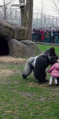 Panic swept through a zoo after a baby accidentally fell into a gorilla enclosure.