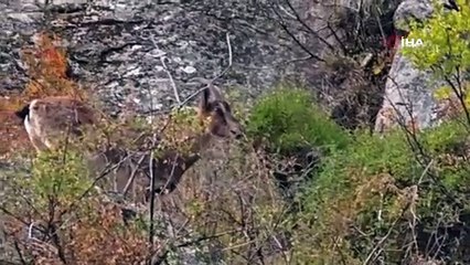 Şaşırtan manzara! İlçe merkezine indiler