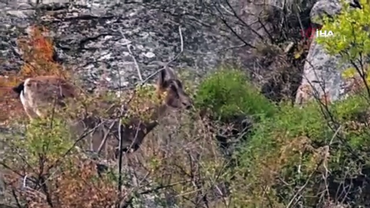 Şaşırtan manzara! İlçe merkezine indiler