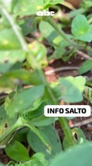 Supuestos indígenas hieren a un policía en Canindeyú