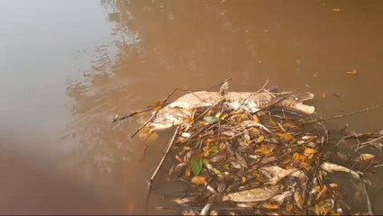 Mortandad de peces en Pirapo