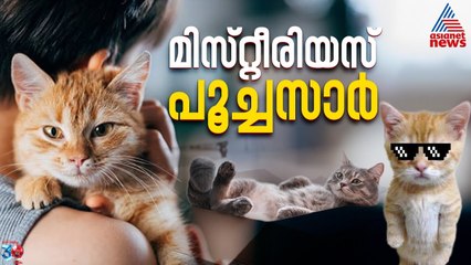 ഒന്നരക്കിലോ വെയ്റ്റും ഒരു ക്വിന്റലിന്റെ ആറ്റിറ്റ്യൂഡും... പൂച്ച മനുഷ്യരോട് ചേർന്നതെങ്ങനെ? |Cat Facts