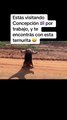 El tierno oso melero que se viralizó en redes