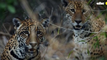 Incendios Forestales Afectaron 14.000 Hectáreas De La Comunidad Indígena Chovoreca