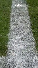 Así luce el Rodrigo Paz Delgado a horas de Ecuador vs. Paraguay