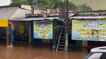 Un Perro Buscó Salvarse Del Agua Luego Del Intenso Temporal En Luque