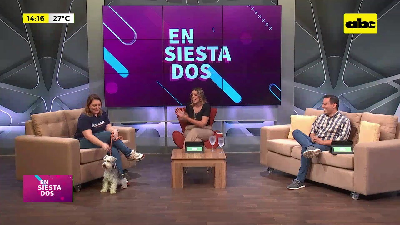 ¿Es necesario sacar a pasear a mi perro?: mitos y verdades sobre las mascotas
