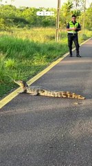 Caimán en el Parque Guasu