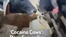 ‘Cocaine Cows’:  Drug Smuggling Tricks
