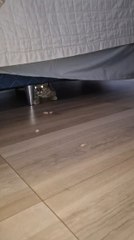 Así Encontraron Debajo De Unacama A Un Ejemplar De Tirika En Alto Paraná