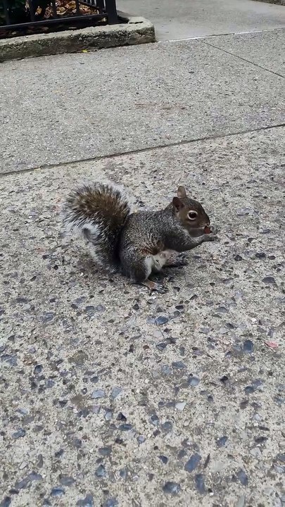 Squirrel 🐿️