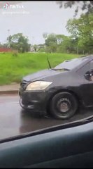 Graban a conductor de Bolt conduciendo tras chocar contra un árbol