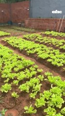 La huerta de Efraín Alegre y su crítica a HC