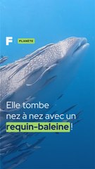 Elle tombe face à un requin-baleine !