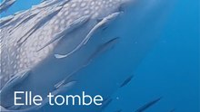 Elle tombe face à un requin-baleine !