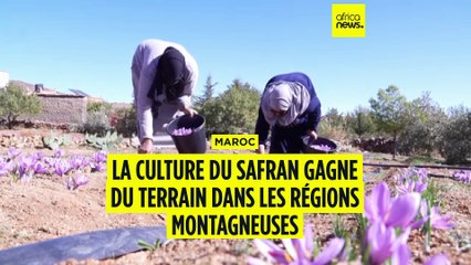 Maroc : la culture du safran gagne du terrain dans les régions montagneuses