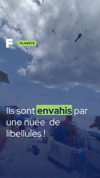 Ils se font envahir par des libellules !