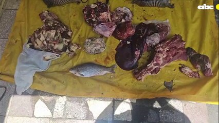 Incautan carne de animales silvestres en Villeta