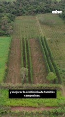 Así superan la sequía comunidades campesinas de Capiibary