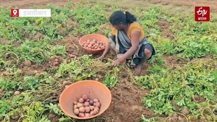 हजारीबाग के इचाक के आलू की है देश भर में डिमांड, दूर-दूर से आते हैं व्यापारी, कहा जाता है 'मिनी कटोरा'
