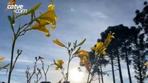Tempo estável em Cascavel e temperaturas podem chegar a 28°C