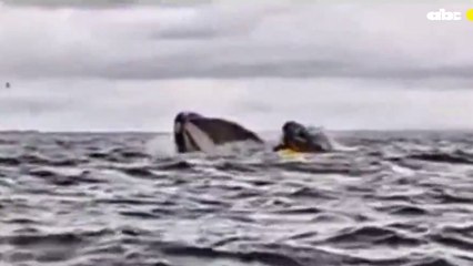 Una ballena traga y escupe a un hombre que navegaba en kayak por el estrecho de Magallanes