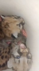 Denuncian intento de venta ilegal de dos pumas bebés