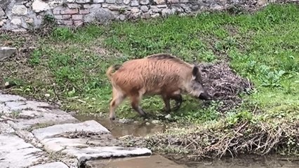 La passeggiata del cinghiale lungo il torrente Terzolle
