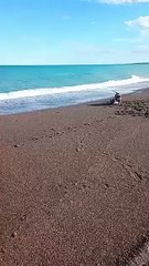 Feroz ataque en la costa de Chubut: un pitbull mordió a una cría y buscan a su dueño