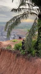 Un orangután fue  filmado deambulando por una mina de carbón a cielo abierto en Indonesia