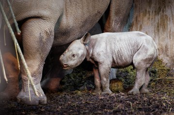 Pembrokeshire's Folly Farm welcomes critically endangered eastern black rhino calf