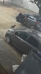 Momento en que se llevan a Sanchi, mascota de local comercial El Fabriquero