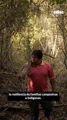 Cómo una comunidad indígena enfrenta la crisis ambiental y protege la yerba mate