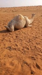 this is saudi arabia camel