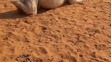 this is saudi arabia camel