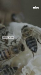 Un proyecto para salvar a las abejas y fortalecer a familias del campo