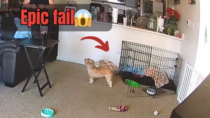 Argument between couple takes a comical twist when wife trips over a dog gate mid-disagreement