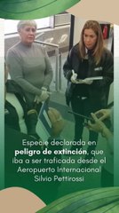 Guacamayos nacidos tras incautación de huevos en el aeropuerto serán liberados