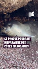 Ce phoque pourrait disparaître des côtes marocaines