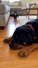 In this hilarious and unexpected pet moment, a mischievous Chihuahua decides to level up his pra