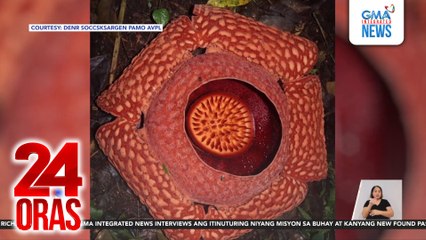Pinakamalaking species ng rafflesia sa Pilipinas, namukadkad sa Mindanao; may lapad na 93 cm | 24 Oras