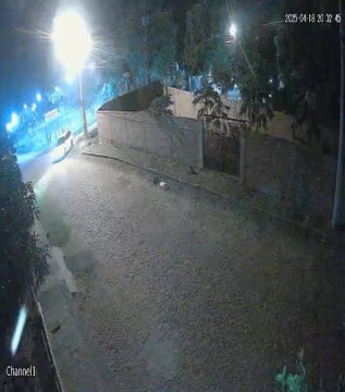 Ordenan detención de conductor que atropelló y mató a dos perros en Carapeguá