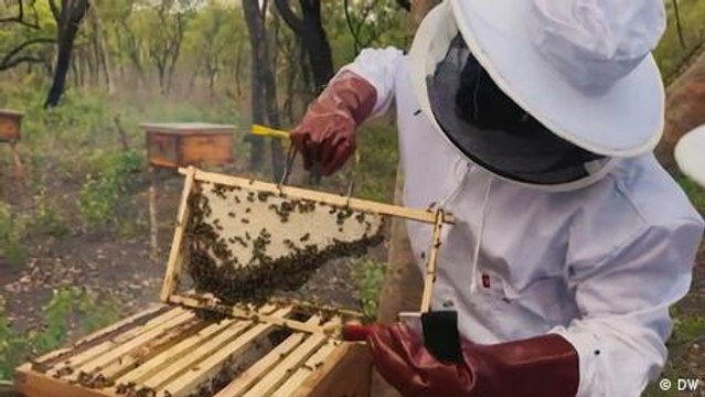 Angola: Agriculture and beekeeping give refugees hope