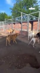 El líder de la manada