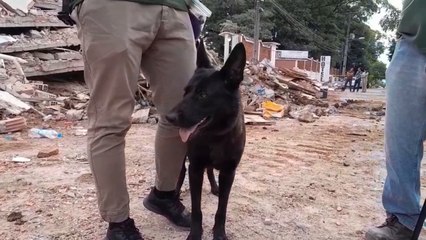 Maya, la perra que ayudó a encontrar a las víctimas del derrumbe en Encarnación