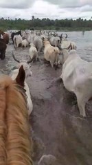 Fuerte Olimpo: rescatan a animales en zona inundada