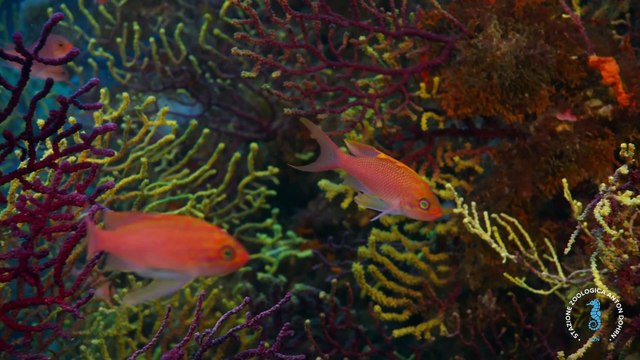 Stretto e biodiversità a Napoli, un documentario mozzafiato